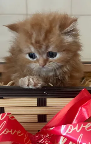 Gatos disponíveis persas disponíveis