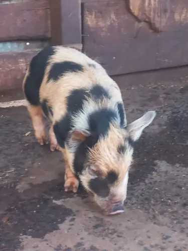 Mini pig