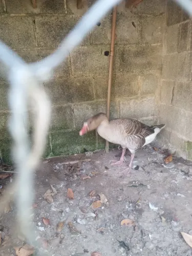 Vendo casal ganso ... observação os 2 são idênticos ...macho e fêmea 300 reais