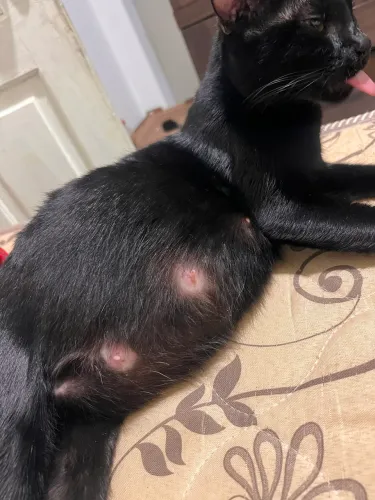 Gatinhos filhotes para adoção 
