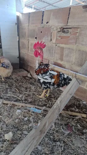 Frango GSB mil flores com 10 meses