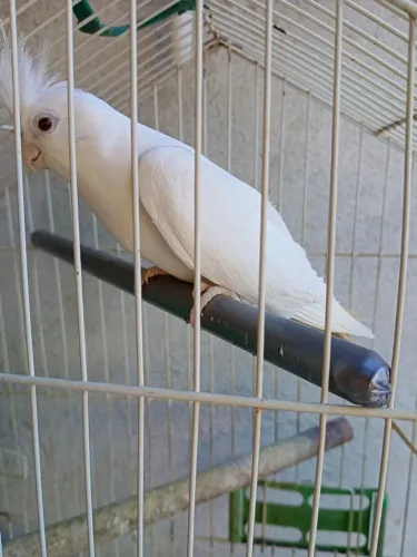 Pato