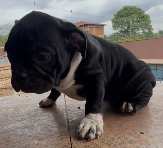 American bully exotic