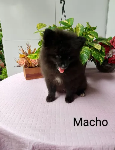 Spitz alemão Filhote