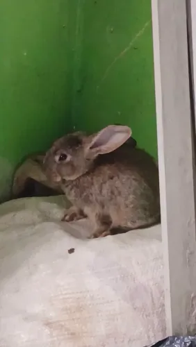 Vendo filhote de coelhos 