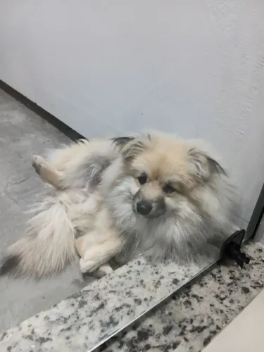 Sptiz alemão médio Para DOAÇÃO