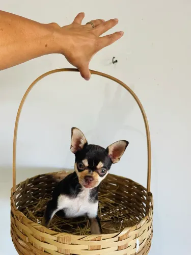 Chihuahua