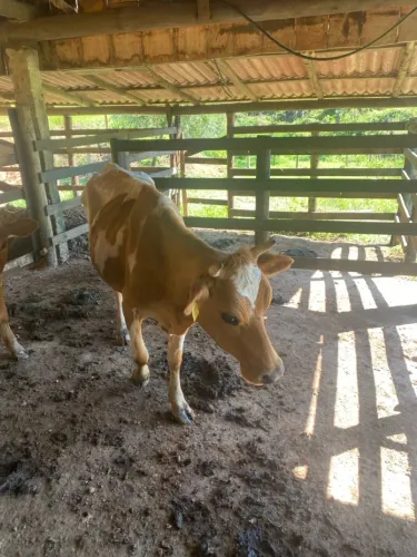 Vaca de leite quase mini vaca 