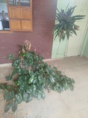 Plantas...vasos e aparadores de ferro