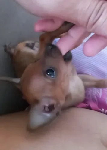 Filhote de Pinscher