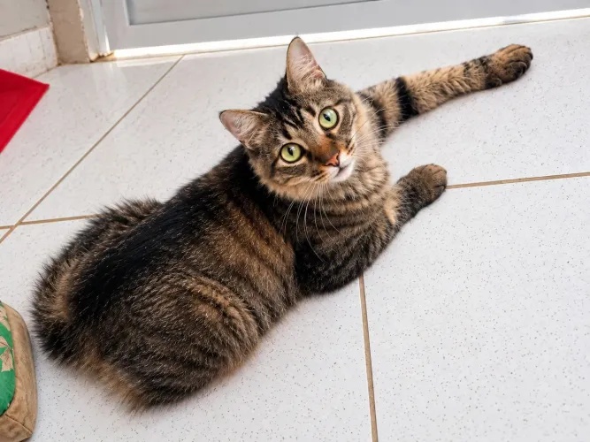 Gato mestiço, castrado