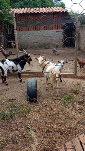 Mini cabras
