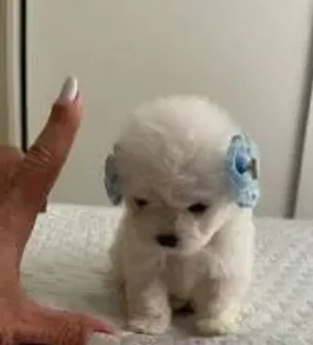 Poodle toy