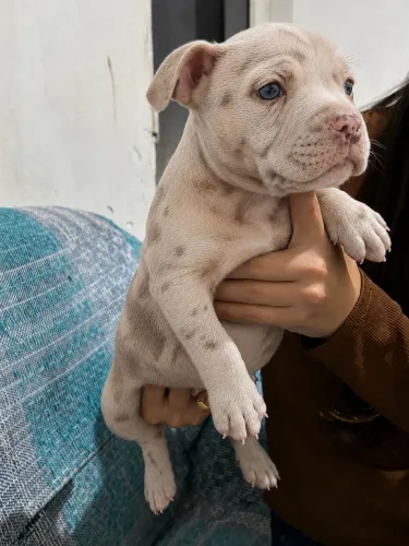 American bully fêmea