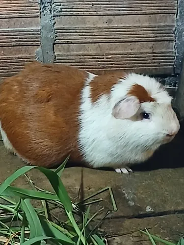Casal de cuy a venda
