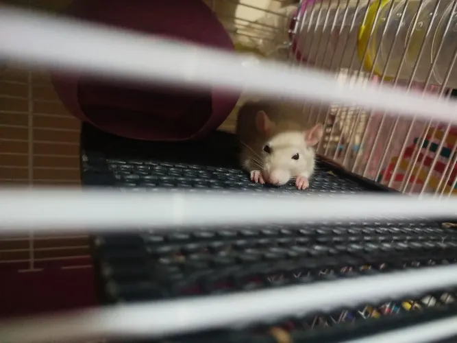 Rato Twister fêmea é machos 