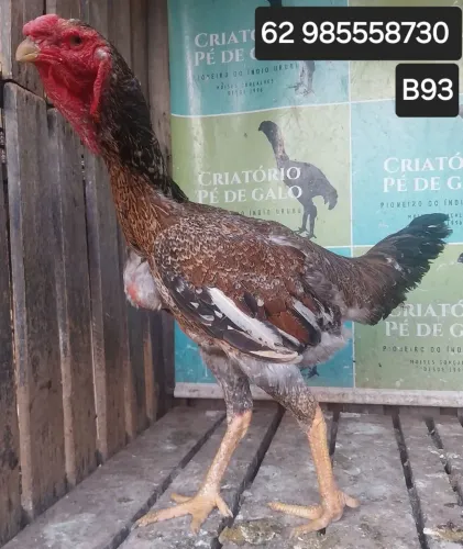 ÍNDIO GIGANTE 