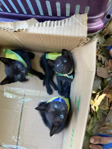 Gatinhos do hexa 