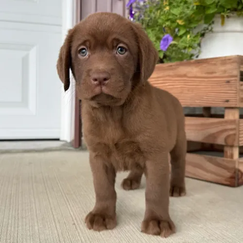 Labrador Retriever - O presente perfeito para sua família 