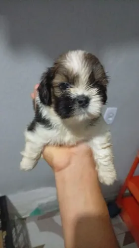 Filhotes de Shih Tzu 