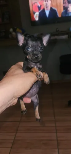 Pinscher Fêmea zero 0