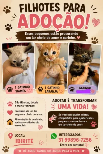 Adoção de gatos