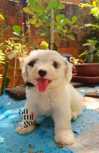 Filhote de Poodle Toy Com Shih Tzu. Fêmea.Leia a Descrição!!