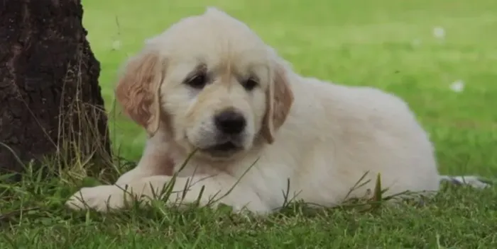 Maravilhosos Filhotes de Golden Retriever - Puro Amor e Companheirismo