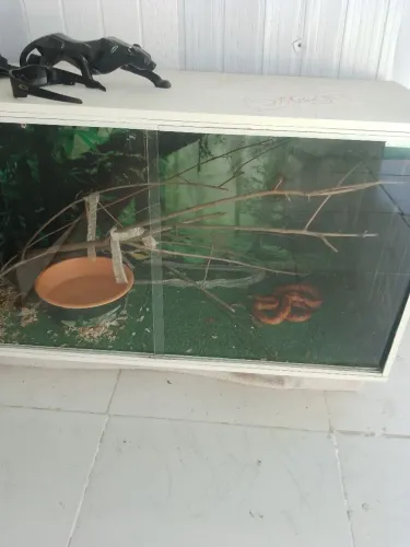 Terrário + ?
