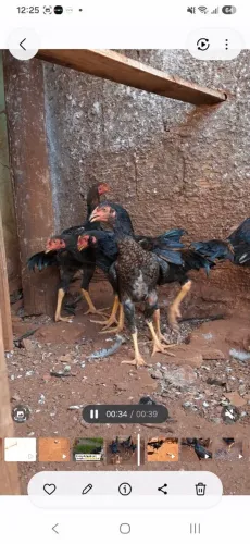 Frangos e frangas de raça