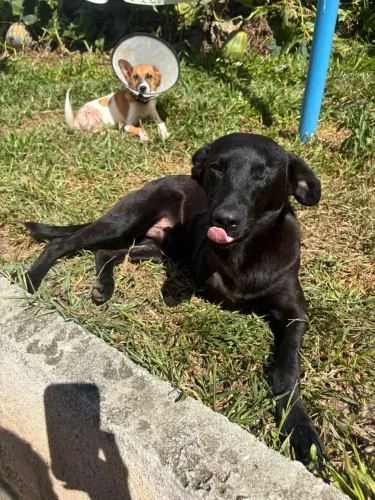 Pirata - Adote um cãozinho guerreiro