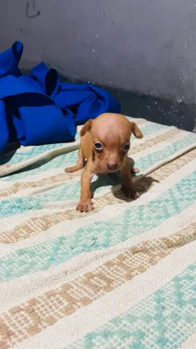 pinscher femea numero 1