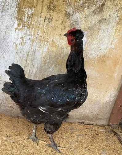 Ovos Galados Galinha Sertaneja Balão GSB