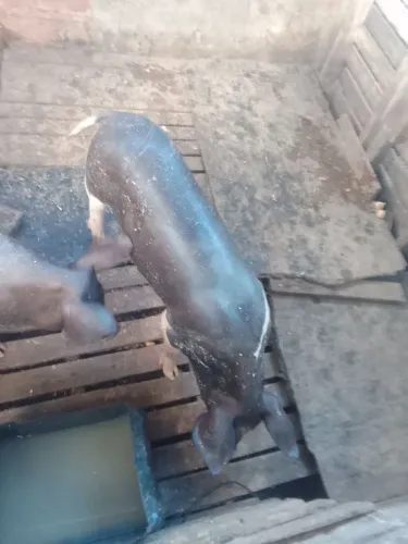 Vendo uma porca linda de raça 