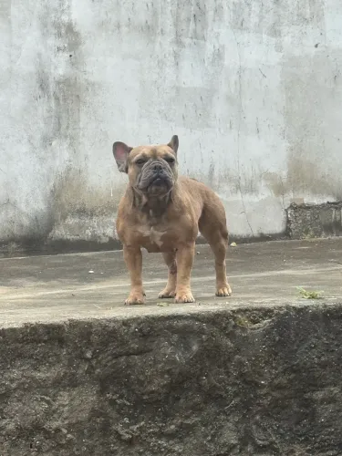 Vendo buldogue 