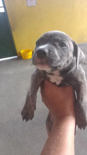 Pitbull 