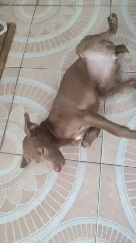 Cacau
