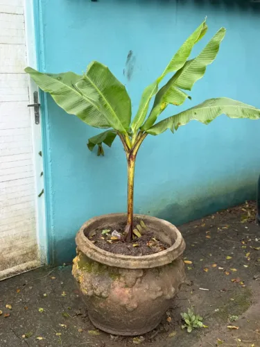 Vaso de planta de concreto