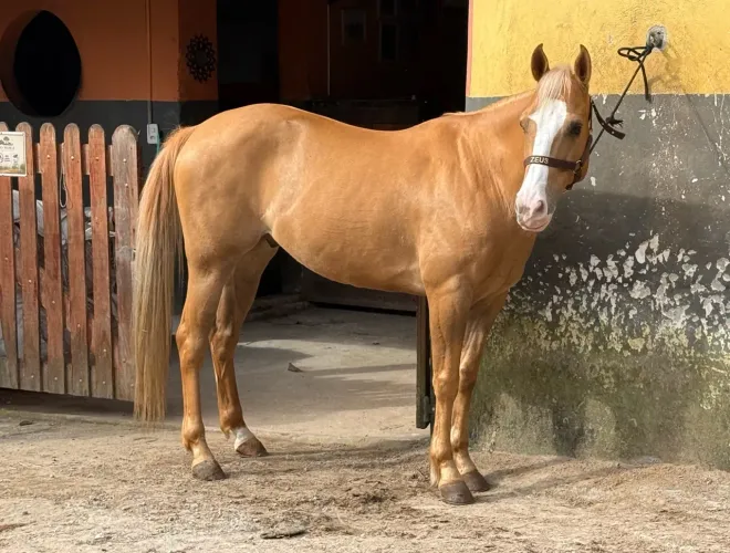 Quarto de Milha Palomino