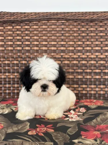 Lhasa macho
