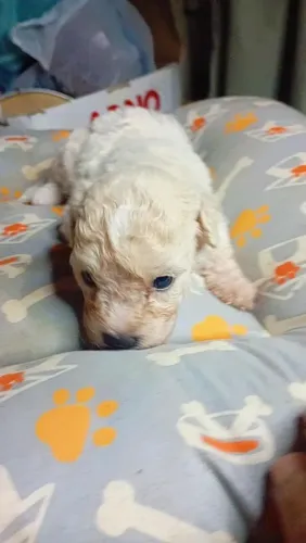 Poodle toy macho e femea