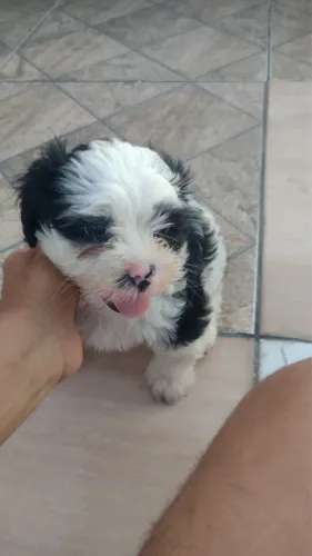 Muito bom