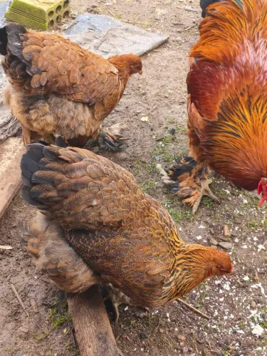 Galinhas Brahma