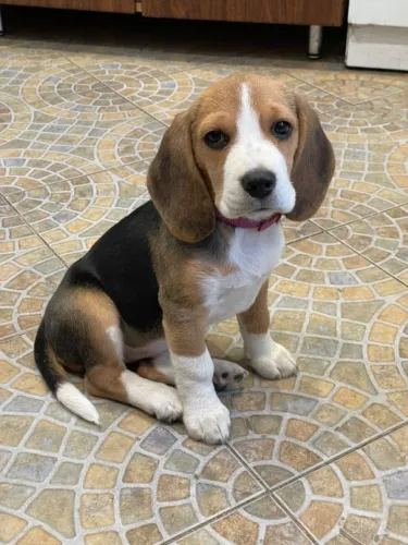 Beagle de procedência confiável