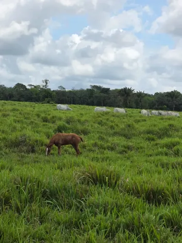 FAZENDA EM CASTANHAL - PA