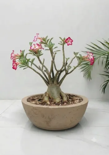 Vaso para rosa do deserto