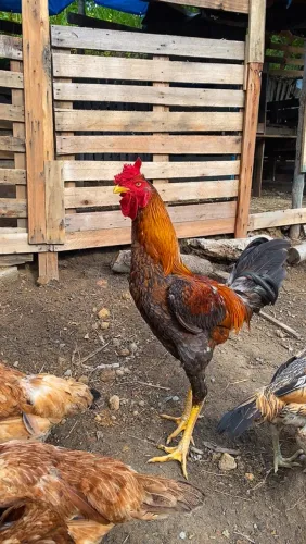 Galo lindo (índio gigante com caipiraão) LEIA