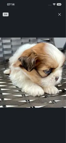 Shih Tzu