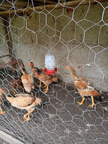 Vendo galinha índia a r$ r$ 80 cada