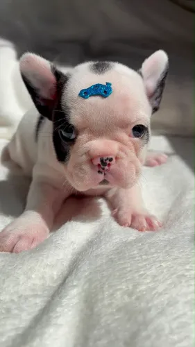 Bulldog francês macho 